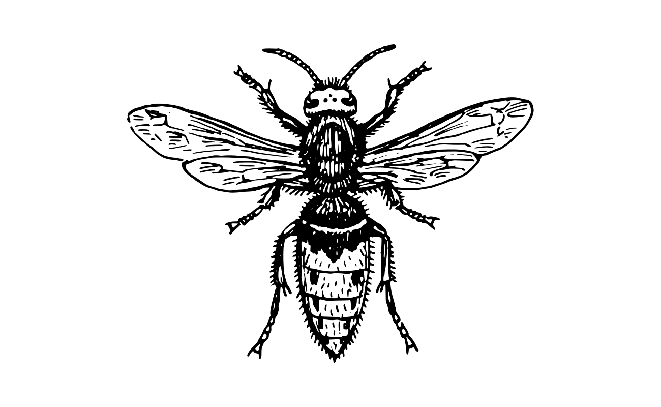 hornet
