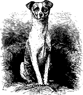 dog on chair